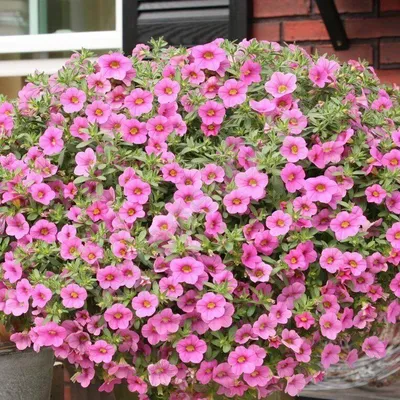 Closeup white pink flower Calibrachoa care Million bells petunia blooming  in garden summer and soft selective focus for pretty background ,delicate  dreamy beauty of nature ,macro ,copy space ,gently Stock Photo |