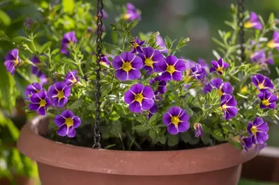 Calibrachoa, verbena bring summer colors | Mississippi State University  Extension Service