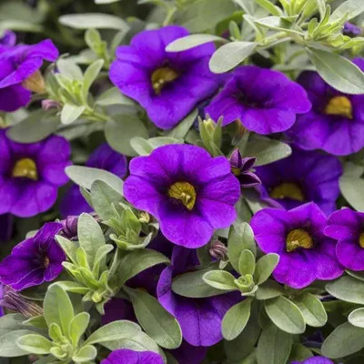 Petunia, Petchoa and Calibrachoa - LiveWall Green Wall System