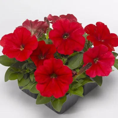 Семена цветов Петуния красная \"Слалом\" купить по цене 62.1 ₽ в  интернет-магазине KazanExpress