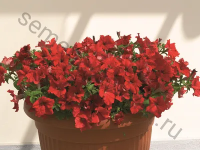 Отзыв о Семена Premium Петуния крупноцветковая \"Красная гвоздика F1\" |  Крупные, яркие цветы.