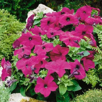 PETUNIA grandiflora LIMBO *GP* HEATHERS MIX - Muller Seeds