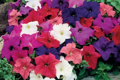 Petunia Limbo Violet F1 | All-America Selections