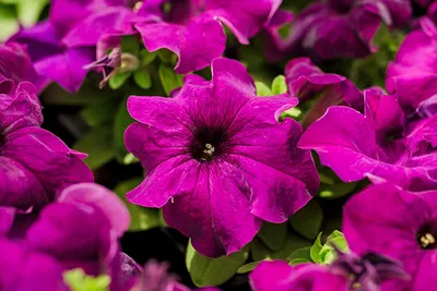 Petunia Limbo White – Premier Growers, Inc.