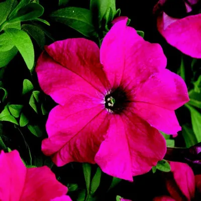 PETUNIA grandiflora LIMBO *GP* ORCHID VEINED - Muller Seeds