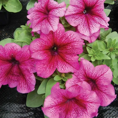 Petunia Limbo™ Sky Blue Improved - Moss Greenhouses