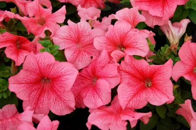 Petunia Limbo GP Yellow Lime F1 Seed – Harris Seeds