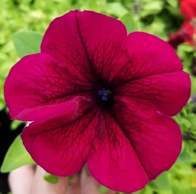 Petunia Limbo™ Blue - Moss Greenhouses