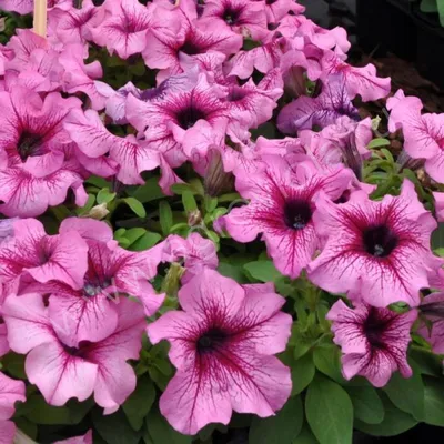 Petunia Limbo GP natural dwarf – AmeriSeed