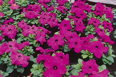 Petunia Limbo Violet F1 | All-America Selections