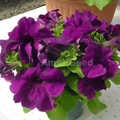 PETUNIA grandiflora LIMBO *GP* BURGUNDY - Muller Seeds