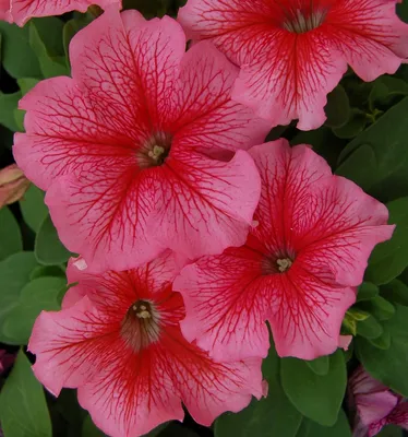 Hem Genetics - Petunia Limbo *GP* Heather's Mix ready to go into the Magic  Kingdom - combination created by color guru horticulturist Heather  Will-Browne, named to recognize her 45th year in Disney