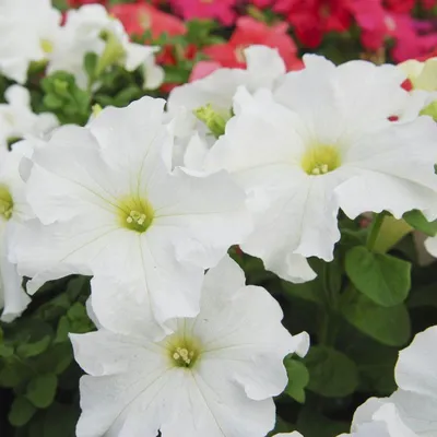 Petunia Limbo Red – Premier Growers, Inc.