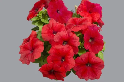 PETUNIA grandiflora LIMBO *GP* ROSE VEINED - Muller Seeds