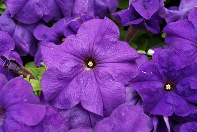 Petunia Limbo Violet F1 | All-America Selections