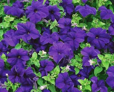 Petunia grandiflora Limbo *GP* F1 series - Norseco