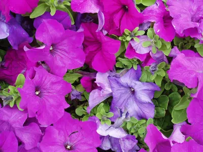 Petunia Limbo Blue – Premier Growers, Inc.