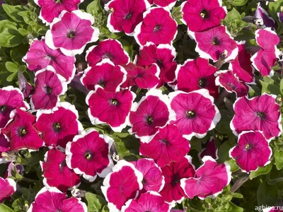 Петуния мелкоцветковая (Petunia milliflora)