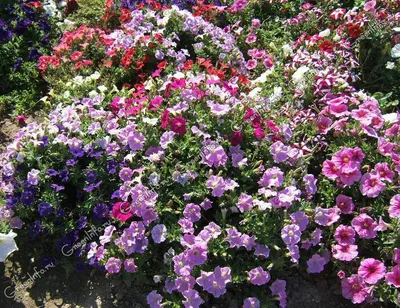 Петуния мелкоцветковая (Petunia milliflora)