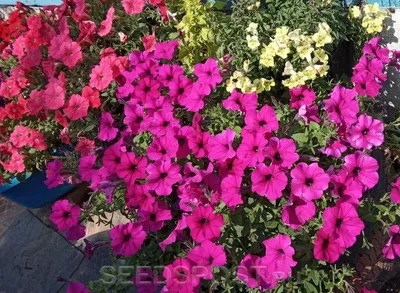 Петуния мелкоцветковая (Petunia milliflora)