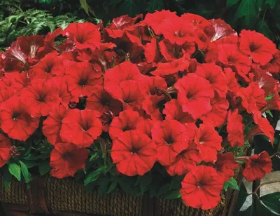 Петуния мелкоцветковая (Petunia milliflora)