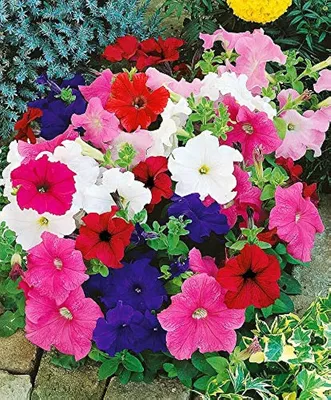 FotoFinish Mix Trailing Petunia Seeds - Annual Flower Seeds