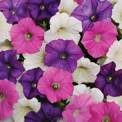 TriTunia™ Star Mix Hybrid Petunia Seeds | Park Seed