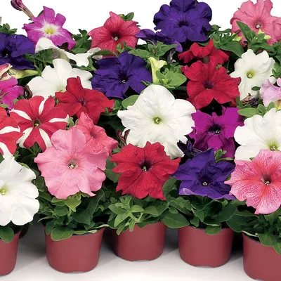 Petunia Double Madness™ Mix - Moss Greenhouses