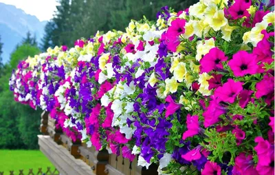 Trailing Petunia | Petunia Seeds | Petunia Duvet Mix