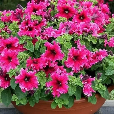 Петуния - смесь - 800 семена - Petunia x hybrida pendula – Garden Seeds  Market | Бесплатная доставка