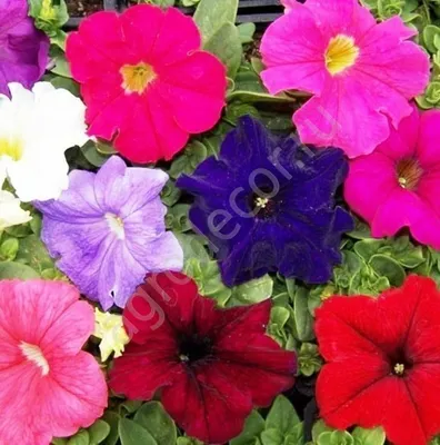 Petunia E3 Easy Wave Sweet Taffy Mix F1 Seed – Harris Seeds