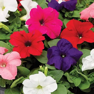 Petunia Rainbow Mix Tray