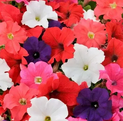 Dwarf Petunia Seed Mix - SurvivalGardenSeeds