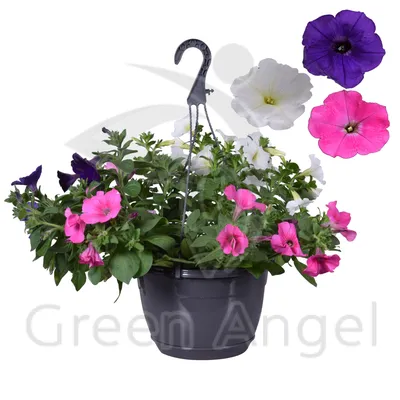 Petunia Limbo GP Pastel Mix F1 Seed – Harris Seeds