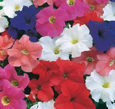 Petunia Multiflora Seeds - Petunia Mix Flower Seed