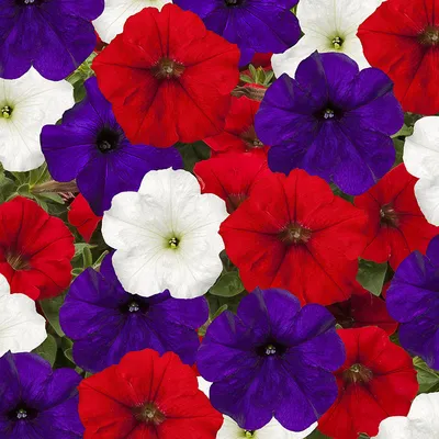 Petunia FotoFinish Patriot Mix F1 Seed – Harris Seeds