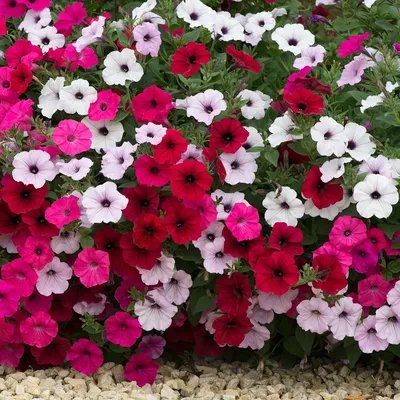 Buy petunia Petunia Tidal Wave mix: £34.99 Delivery by Crocus