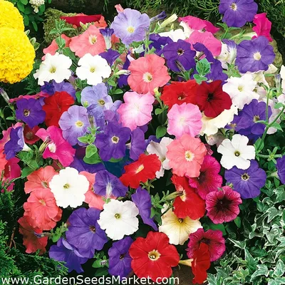 Петуния - смесь - 800 семена - Petunia x hybrida pendula – Garden Seeds  Market | Бесплатная доставка