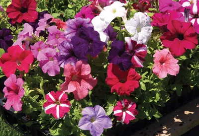 Petunia, Tritunia Mix – William Dam Seeds