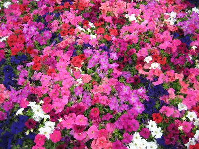 Petunia Compact Grandiflora Mix | Bloom-Masters