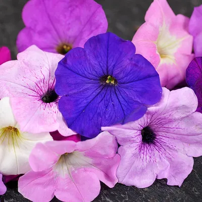 Balcony Mix Petunia Seeds | Baker Creek Seeds