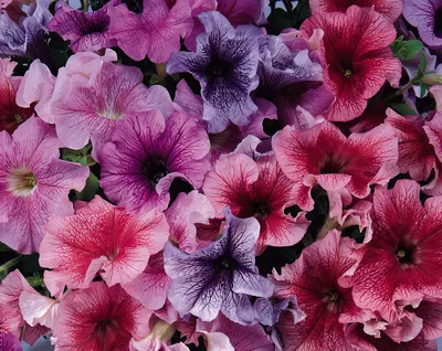 Hybrid Petunia Daddy Mix Seeds — Seeds 'n Such