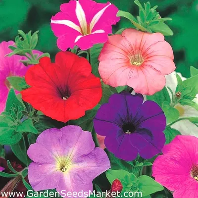 Петуния - Superkaskadia - смесь - 12 семена - Petunia x hybrida pendula –  Garden Seeds Market | Бесплатная доставка