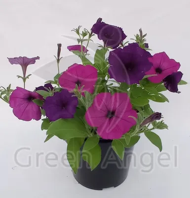 Petunia Seeds - Celebrity Mix F1 Variety Petunia Seeds - 50 Seeds -  Walmart.com