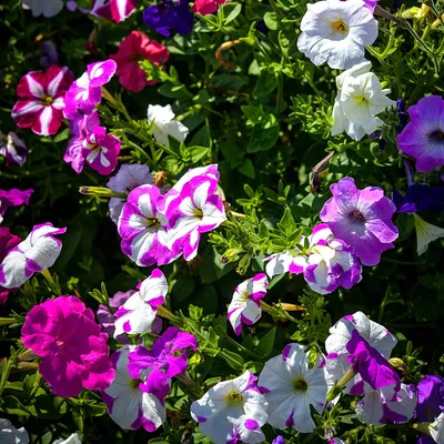 Petunia Mix | Star Nursery Garden and Rock Centers