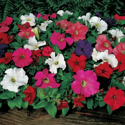 Hurrah Mix Petunia – Pinetree Garden Seeds