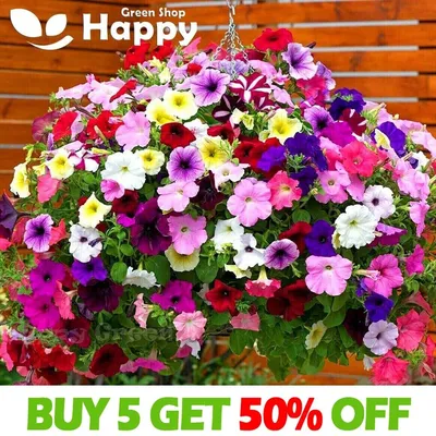 Easy Wave® Beachcomber Mix Petunia Seeds | Park Seed