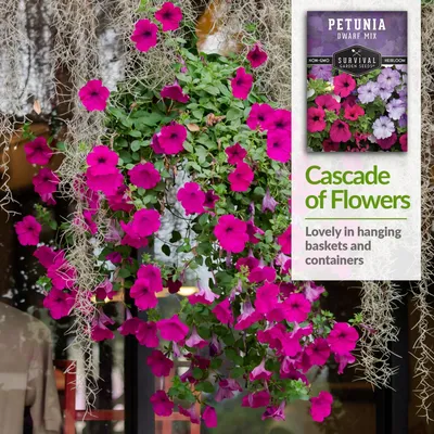 PETUNIA MIX BALCONY FLOWER - 2000 SEEDS - Petunia hybrida pendula - FLOWER  | eBay