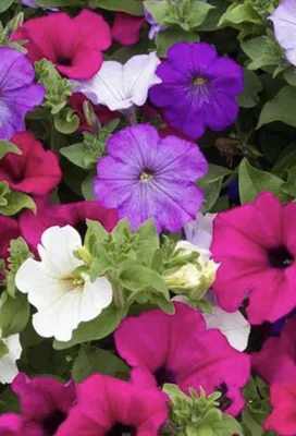 Petunia Seeds - Mixed Colors