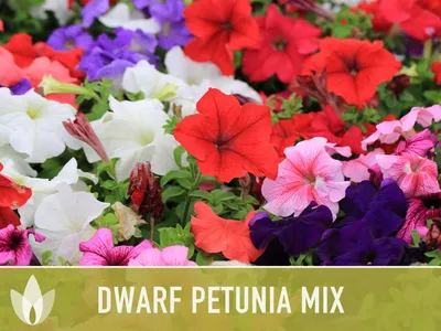 Petunia grandiflora Duvet™ 'Mix' Petunia | Garden Center Marketing